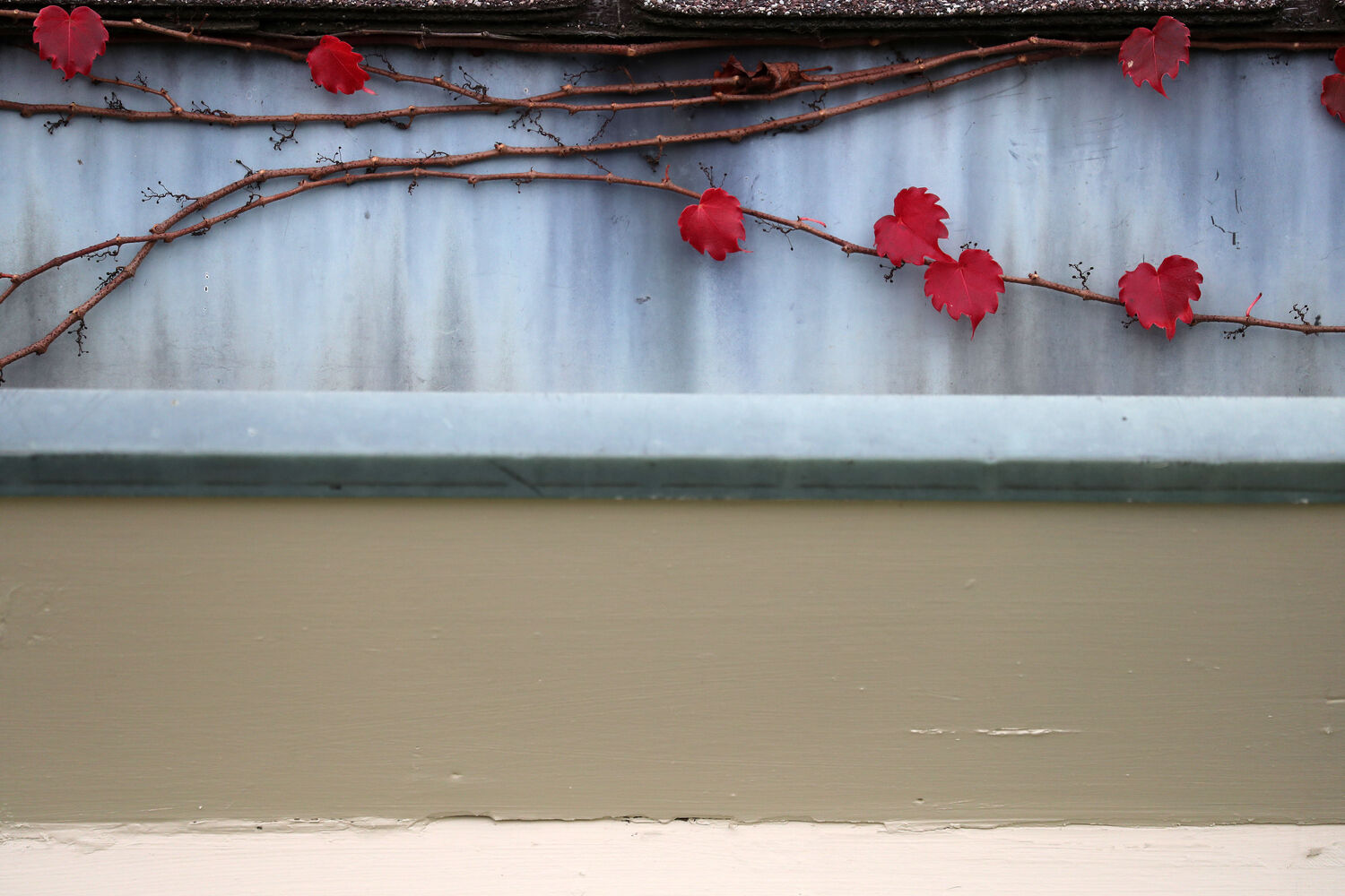 Red leaves